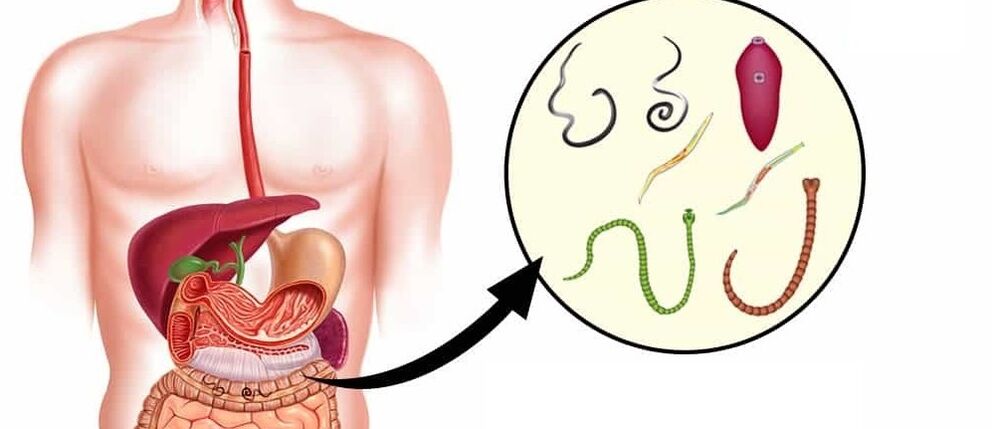 Parasitas no corpo humano