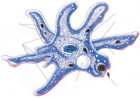 estrutura de um parasita protozoário
