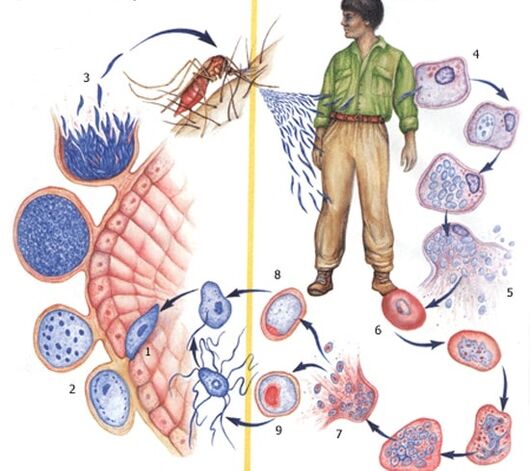 métodos de reprodução de parasitas protozoários