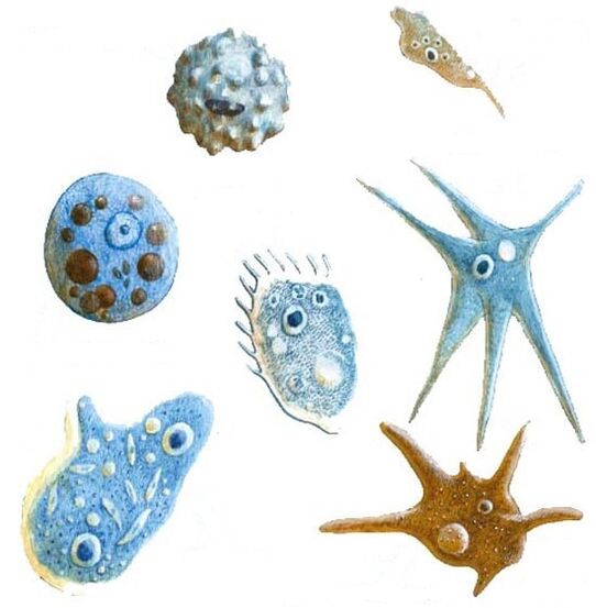 tipos de parasitas protozoários